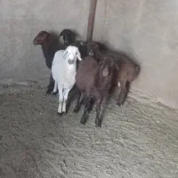 بره هموهترو|حیوانات مزرعه|میمند, |دیوار