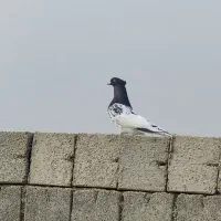 کله ای نر جلد