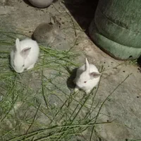 بچه خرگوش خیلی ناز|موش و خرگوش|زاهدان, |دیوار