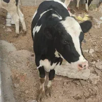 تلیسه
