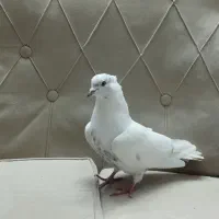 کفتر|پرنده|کرج, خرمدشت|دیوار