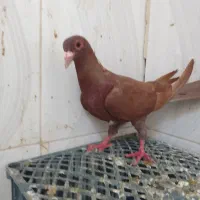 سرخ‌ماده‌عتیقه‌
