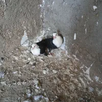 کبوتر طوقی سر سفید|پرنده|الوند, |دیوار