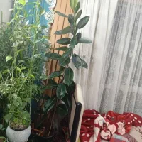 فروش گل فیکوس