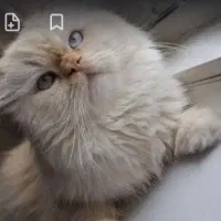 گربه پرشین نر