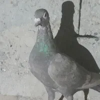 کبوتر جمعی|پرنده|زهک, |دیوار