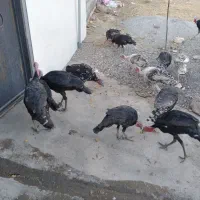 ۱۳عددبوقلمون|حیوانات مزرعه|کوهدشت, |دیوار