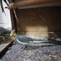 ۳جفت عروس هلندی مولد واقعی ضمانتی|پرنده|کرمان, |دیوار