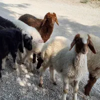 .بره خوب دونه ۶ومیش وبره.