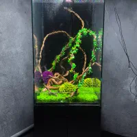 سرویس و کلیه خدمات اکواریوم