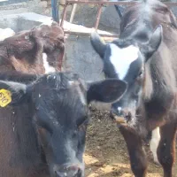 گوساله‌سویسی‌نر‌