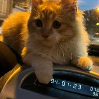 فروش گربه|گربه|مینودشت, |دیوار