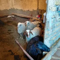 گوسفند بره مناسب کشتار و پروار