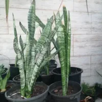 گل وگیاه طبیعی باقیمت مناسب|گل و گیاه طبیعی|برازجان, |دیوار