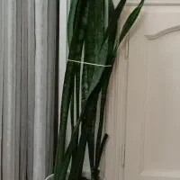 سانسوریا 1 متری