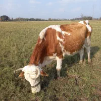 گاو سمنتال بهمراه گوساله سمنتال اصیل شیری