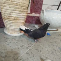 کبوتر سیاه|پرنده|فارسان, |دیوار