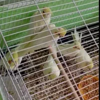 عروس هلندی میخوام