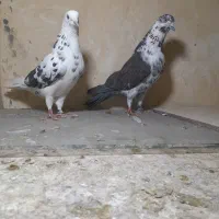 یه جفت،نرماده،سوسکی پرستی