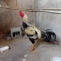 دو عد د خروس سرحال|پرنده|میناب, |دیوار