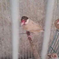 فنج نرگسی شکلاتی|پرنده|تهران, جماران (نیاوران)|دیوار