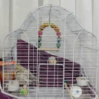 عروس هلندی|پرنده|کومله, |دیوار