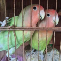 طوطی برزیلی  شیطون و بازیگوش دستی|پرنده|تهران, مرزداران|دیوار