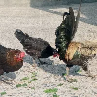 مرغ وخروس محلی کاکی|حیوانات مزرعه|خورموج, |دیوار