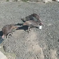 بوقلمو گوشتی ۷ماهه