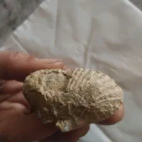 فسیل زیبا و با ارزش|کلکسیون اشیاء عتیقه|نیشابور, فردوس شمالی|دیوار