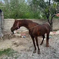اسب نریان نژاد عرب خالص ایرانی