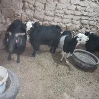 گوسفند بز|حیوانات مزرعه|درح, |دیوار