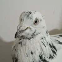 کبوتر|پرنده|اردبیل, |دیوار