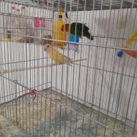 فروش تعدادی کوتوله و عروس هلندی|پرنده|رفسنجان, |دیوار