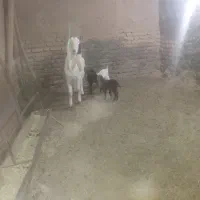 یک راس بز با سه بزغاله