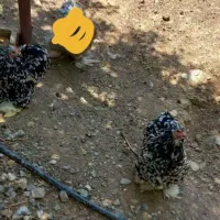 مرغ وخروس کوشین|حیوانات مزرعه|بوئین و میاندشت, |دیوار