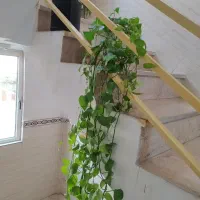 فروش گل آپارتمانی حراج|گل و گیاه طبیعی|فردیس, شهرک شهید حسینی|دیوار