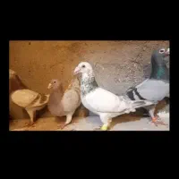 اساب بازی و سه جفت حیوون جفتگاه