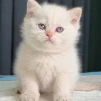 جعبه مداد رنگی بریتیش ها