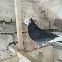 کفتر نر|پرنده|قم, انسجام|دیوار