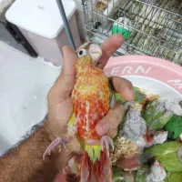 گرینچیک مولد|پرنده|اهواز, کوی رمضان|دیوار