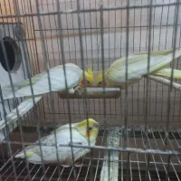 عروس کوتوله