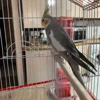 عروس هلندی ۷ ماهه بسیارباهوش و دستی