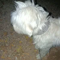 سگ باهوش|سگ|یاسوج, |دیوار