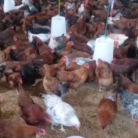 مرغ تخم گذار۷ماهه