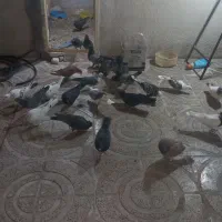 کبوترتهرانی رنگی وزاغ