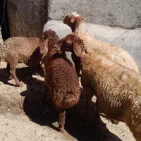 گوسفند و بره ،گوسفند آبستن سنگین ،قوچ ب شرط پرش|حیوانات مزرعه|سنقر, |دیوار