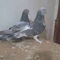 کفتر|پرنده|مرودشت, ژیان|دیوار