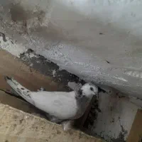 کاشانی|پرنده|مسجد سلیمان, |دیوار