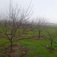 اجاره ویلا باغ با مدرک شناسایی